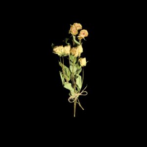 Dried Roses